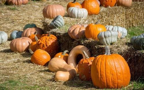 抓马娱乐会火吃瓜,火吃瓜背后的娱乐生态揭秘