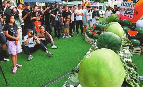 抓马娱乐会火吃瓜,火吃瓜背后的娱乐生态揭秘